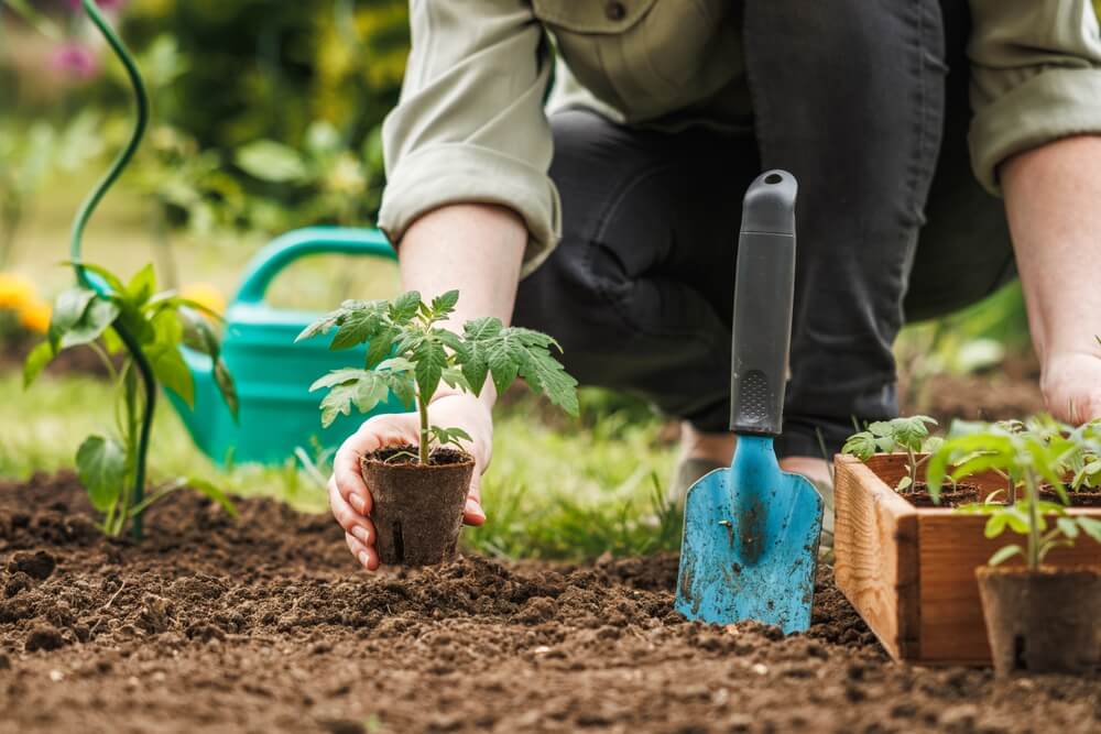 Celebrate World Biodiversity Day: Grow a Buzzing Garden with UrbanSoil